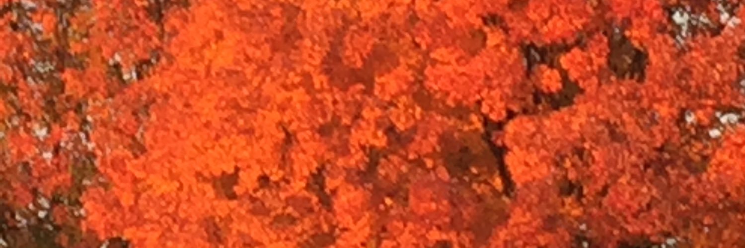 phenomanimal's profile banner image