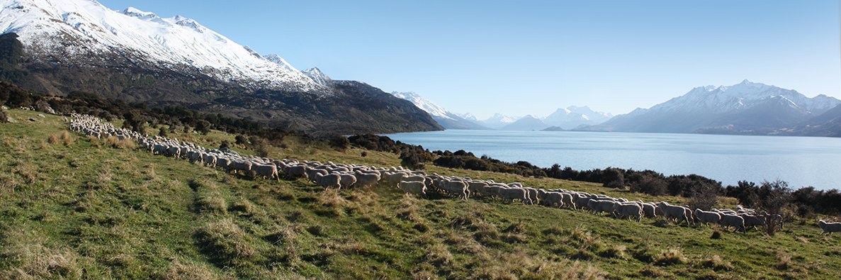 NZMerinoCo's profile banner image