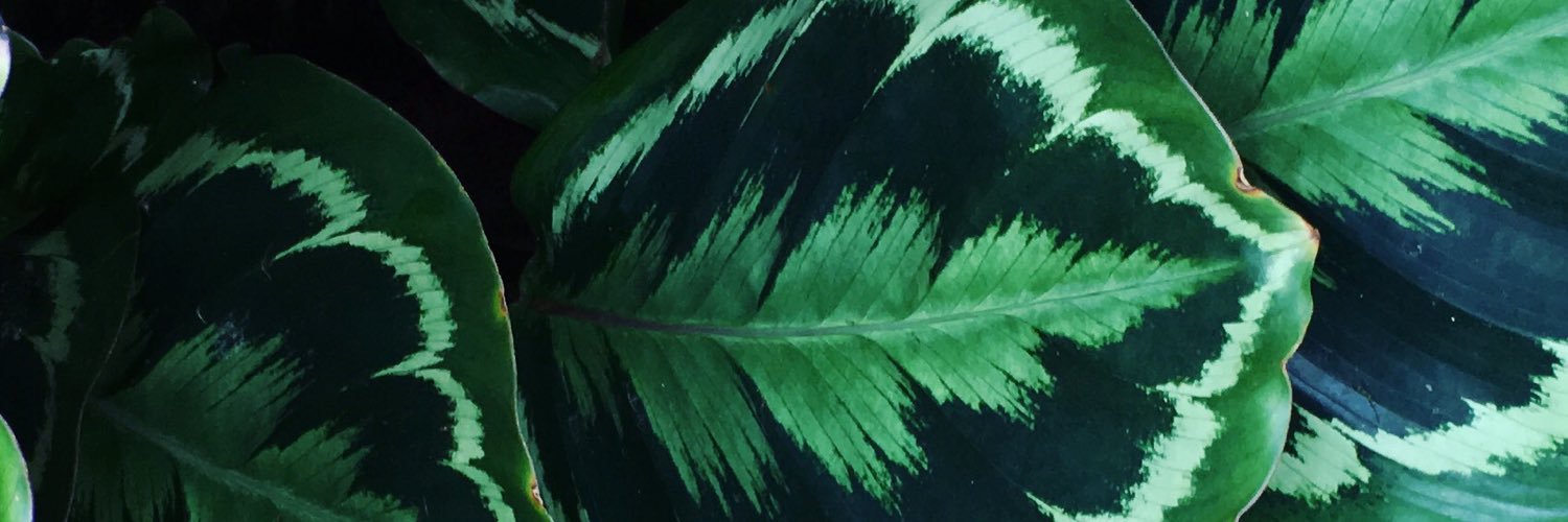chelslynro's profile banner image