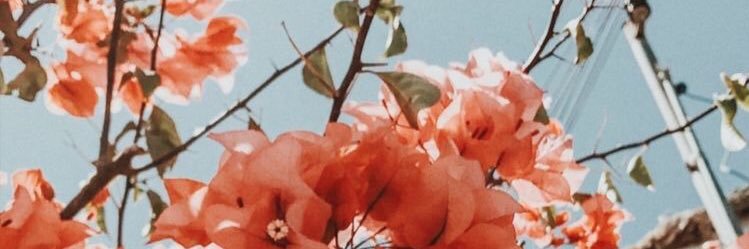 tinyintoronto's profile banner image