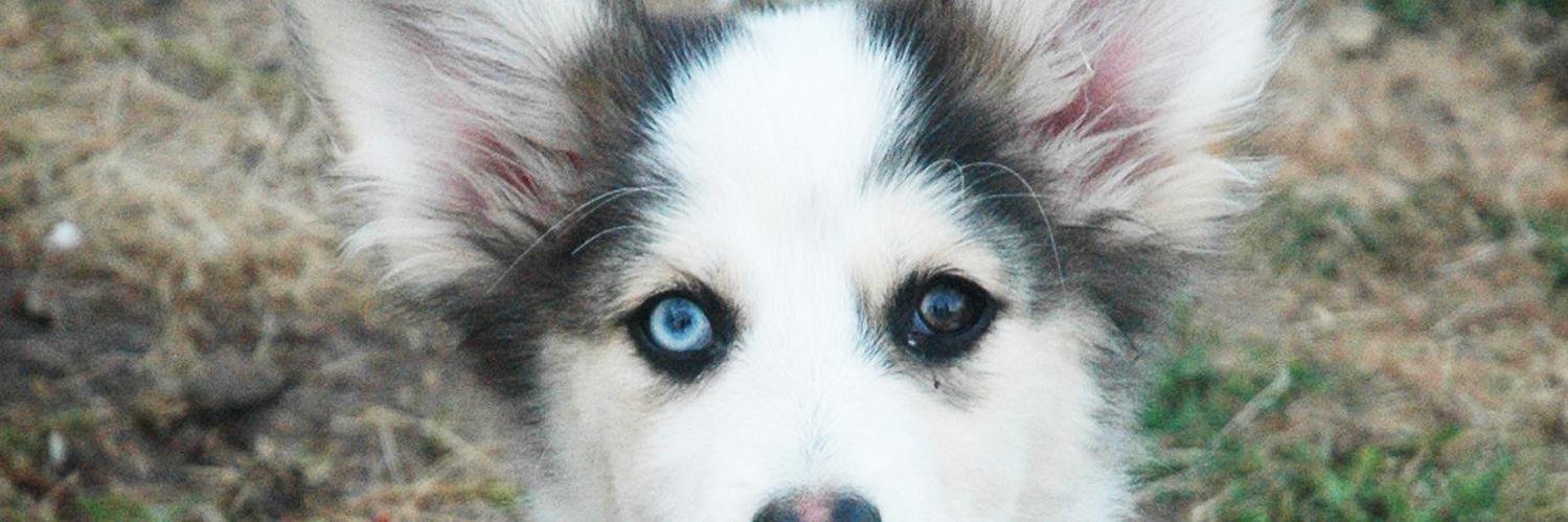 CDNPetsnAnimals's profile banner image