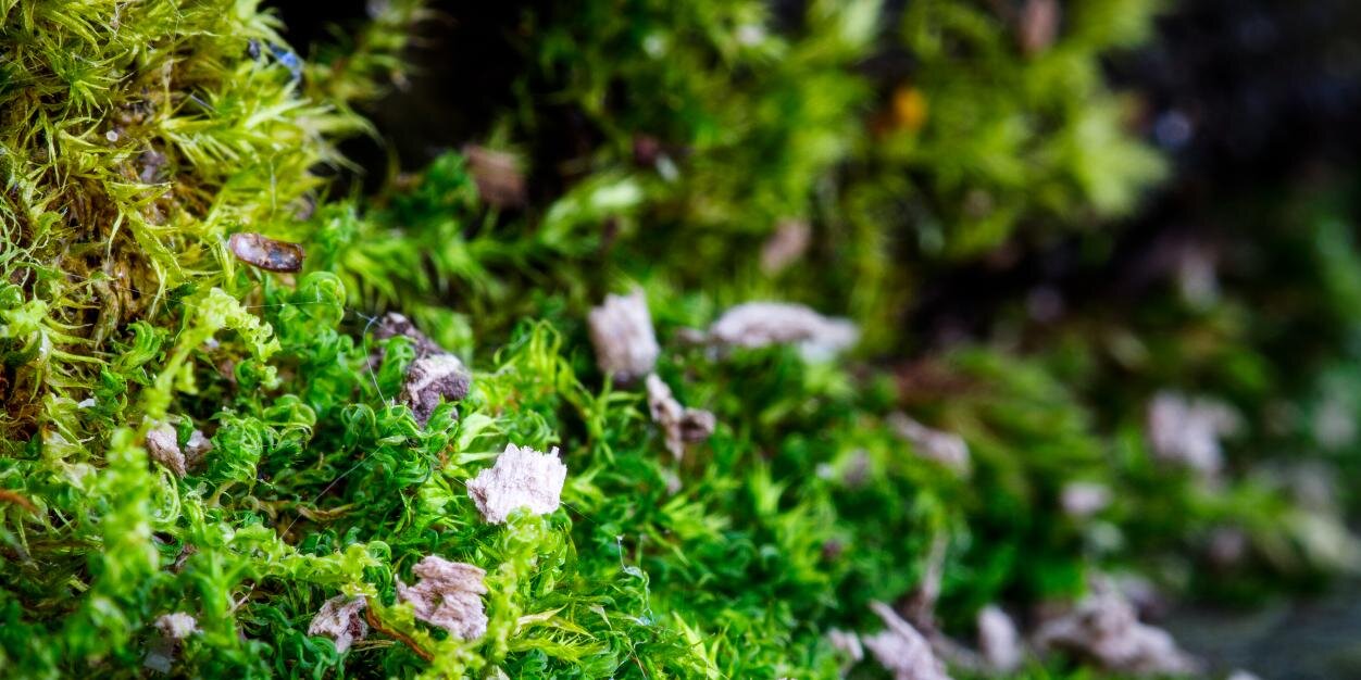 Nick Olejniczak banner