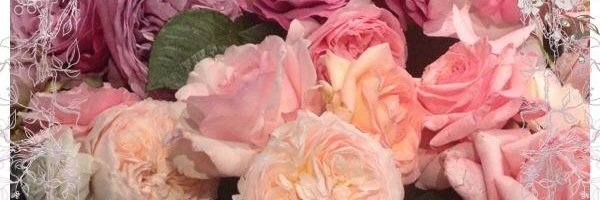 ButterflyHdV's profile banner image