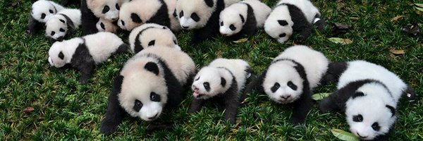 Pandavocate Profile Banner