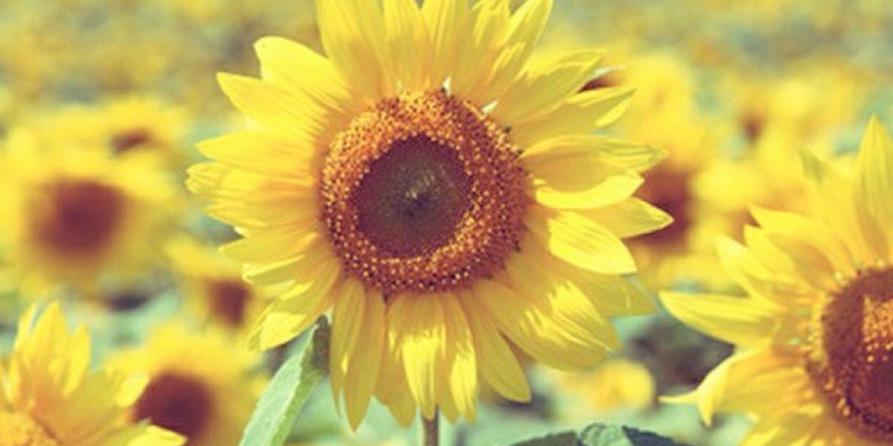 anisa_np's profile banner image