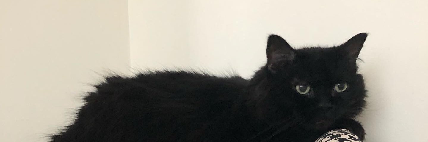 Ashley🌻 #adoptdontshop banner