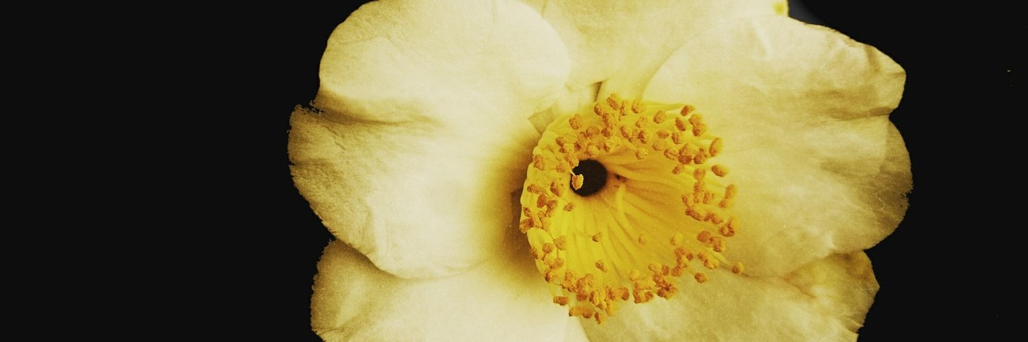 Tjessnl's profile banner image