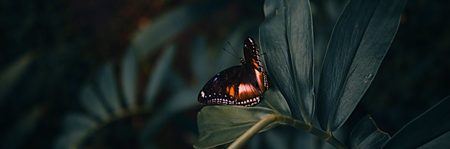 vshlyn's profile banner image