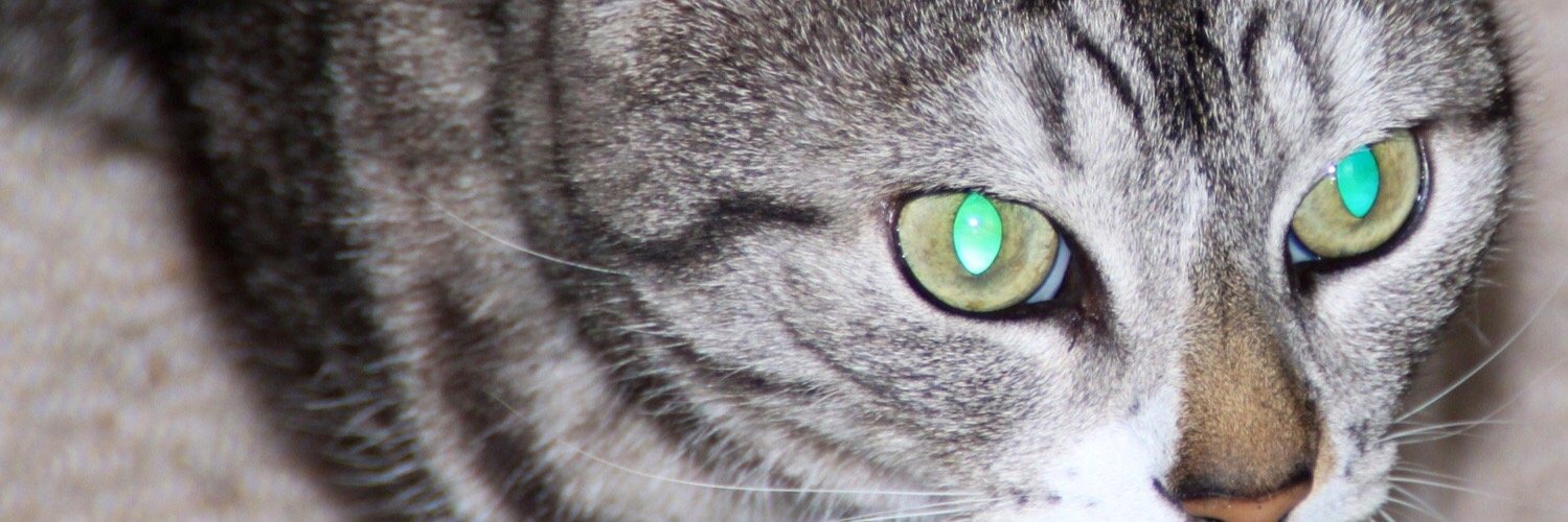 Alison Hughes banner