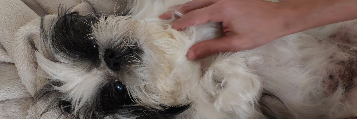 Rodrigo Preste 🇧🇷🇵🇸 banner