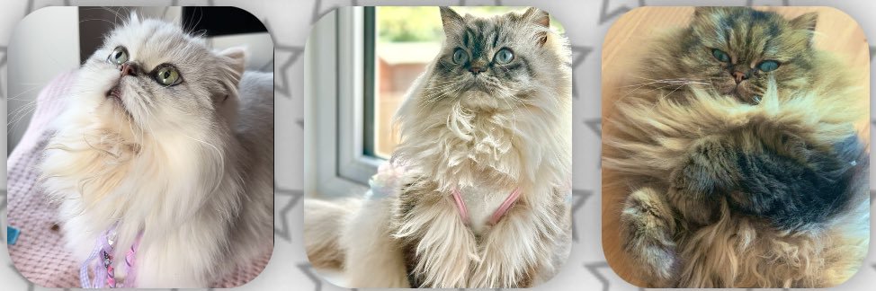 🥇 🐾 🎀 𝒜𝓋𝒶𝑒 𝒥𝒶𝑒 𝒦𝒶𝓉𝓏 🎀 🐾 🥇 banner