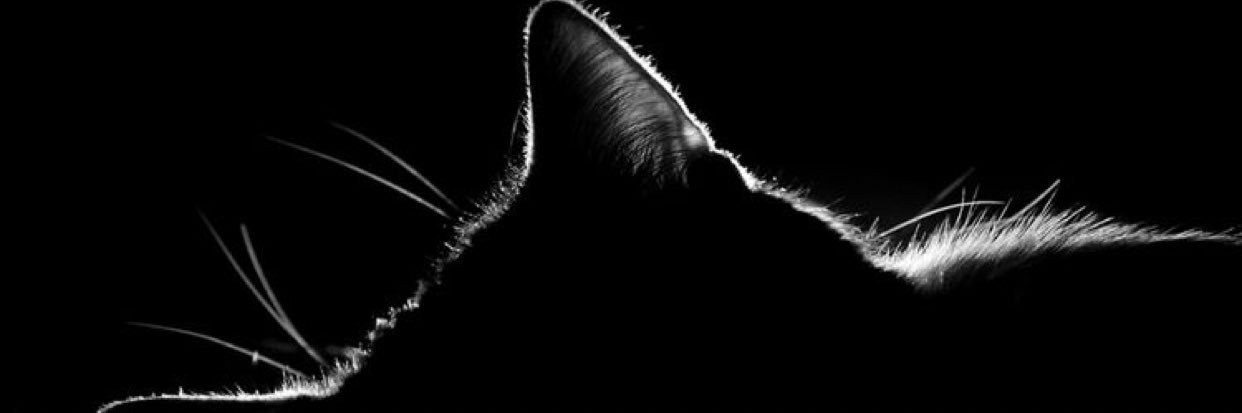 jazyrulz's profile banner image