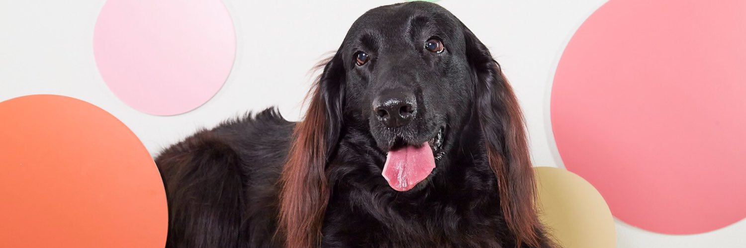 ピクシー💫🇺🇦安倍晋三さんは日本国民の誇りです banner