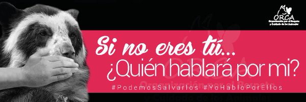 FundacionOrca Profile Banner