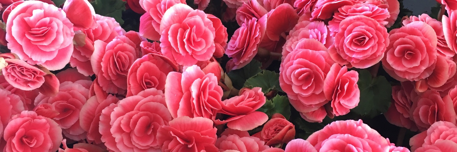brubs009's profile banner image