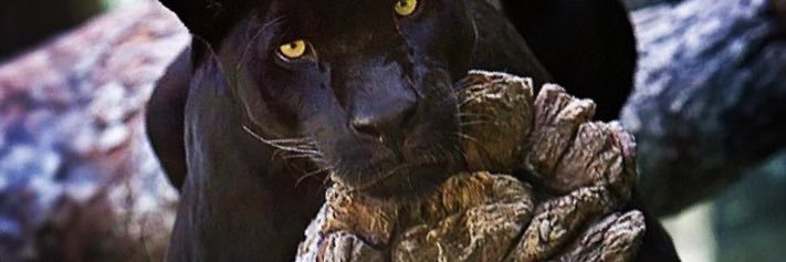 LegendaryCliff's profile banner image
