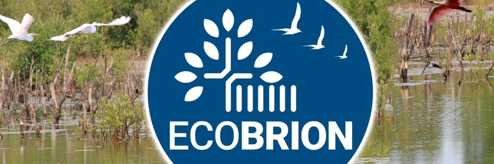 ecobrion's profile banner image