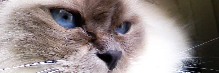 RuthieRad's profile banner image