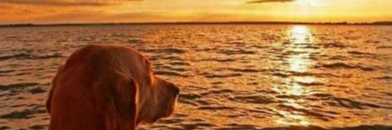 mandi_bh's profile banner image