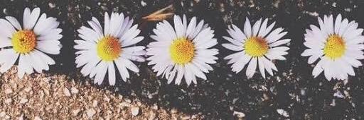 lelaaduarte's profile banner image