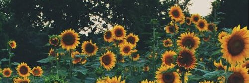 lulycancelli's profile banner image