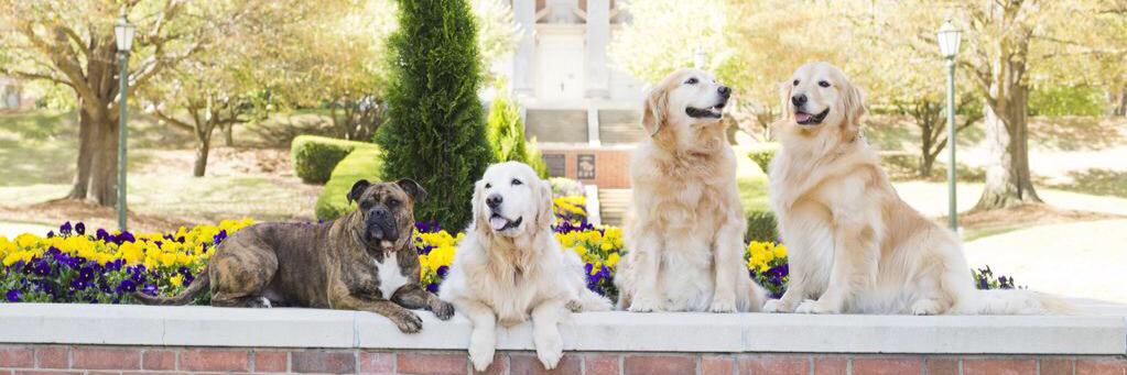 CreativeDogTraining banner