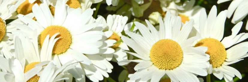 tarajackman5's profile banner image