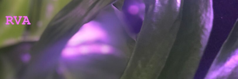 naliyah_bae's profile banner image
