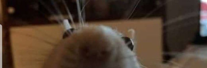 iialvess's profile banner image