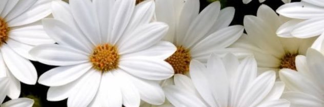 StephFlorez's profile banner image