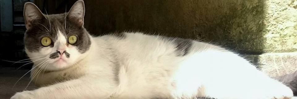 AndreLimaYT's profile banner image