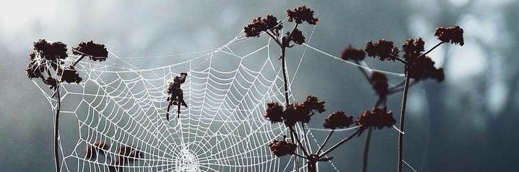 lophilli13's profile banner image