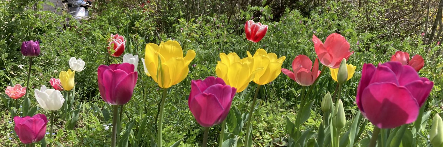 Junco Ito(伊藤淳子） banner