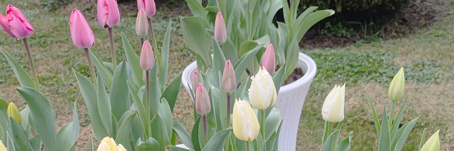 Imran Nabi Dar banner