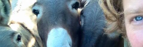 voodoo_donkey's profile banner image