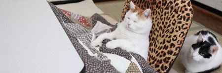 cat_luna's profile banner image