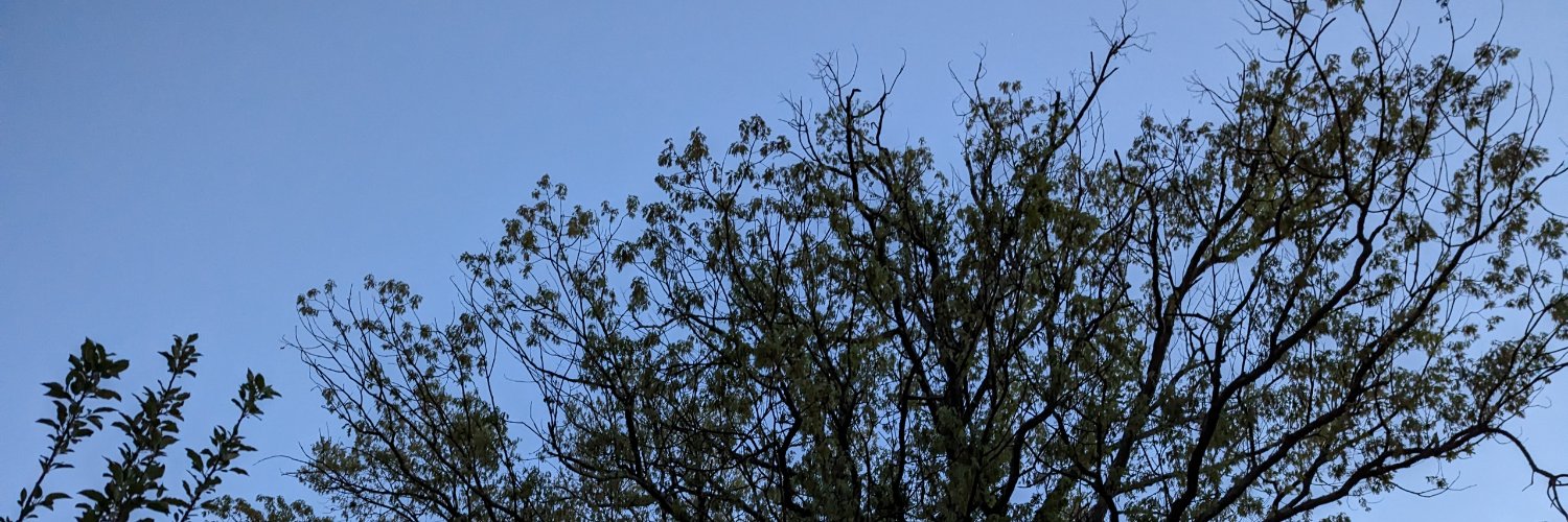 kiwi659's profile banner image