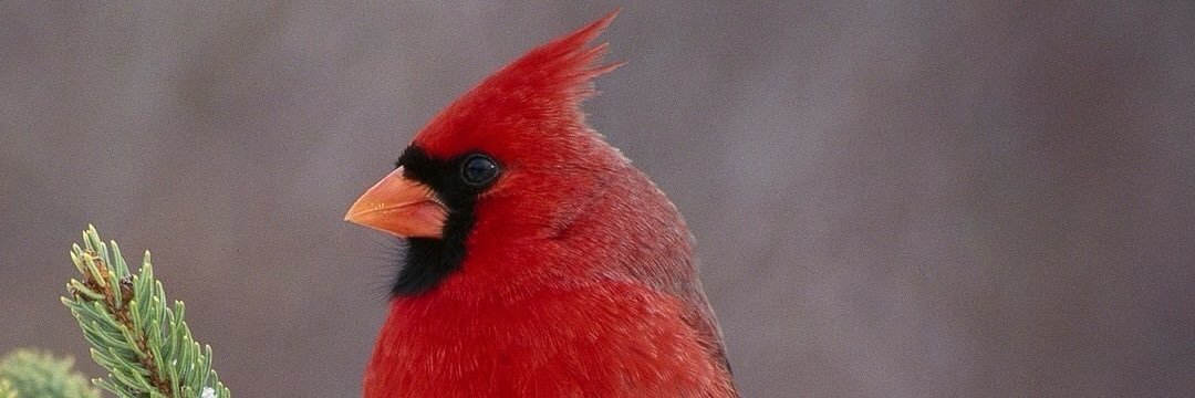 ritalanham's profile banner image