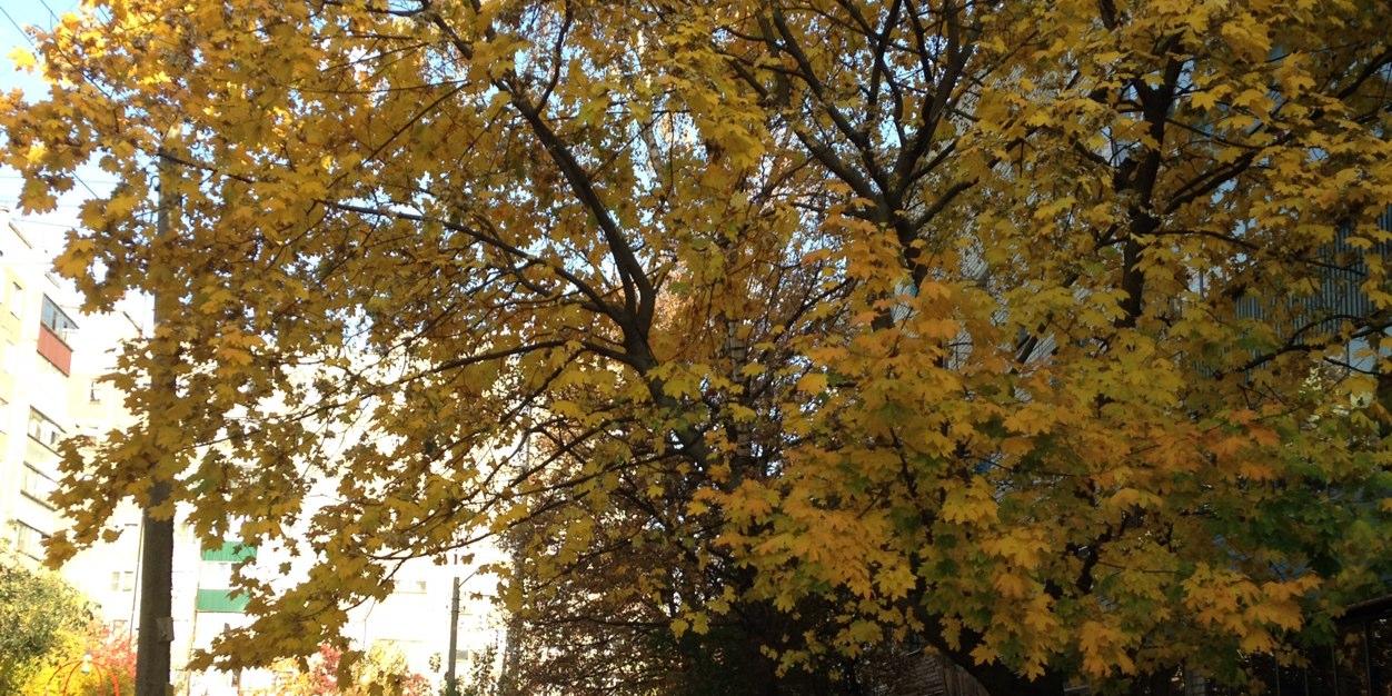 déborah lucas banner