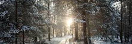 Laura Ziegler banner