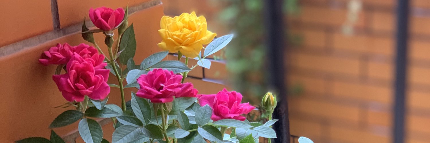 DeniseDuques's profile banner image