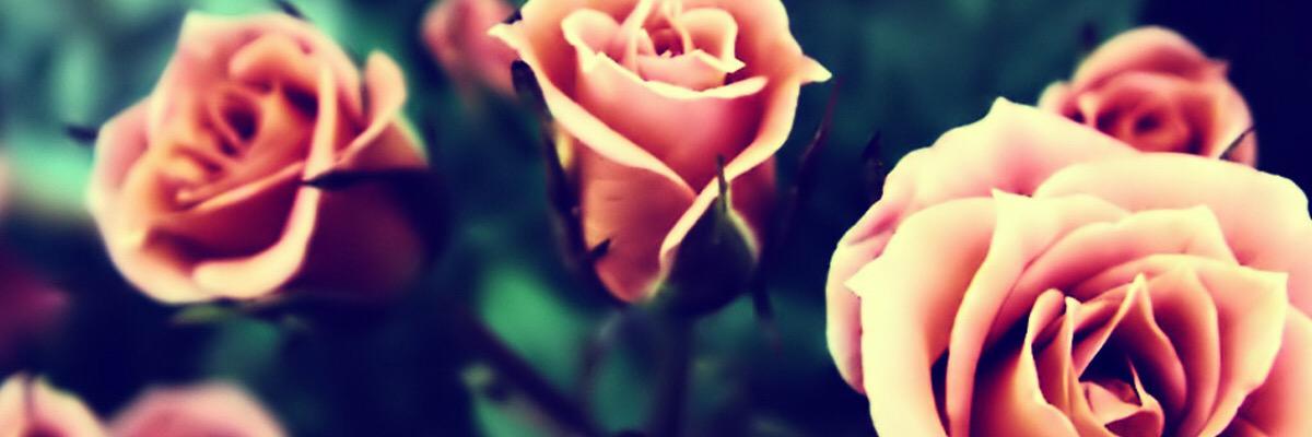LauraHarris__'s profile banner image