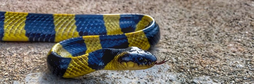 bandedkrait's profile banner image