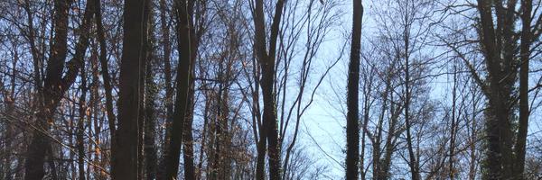 DebbiePhm Profile Banner