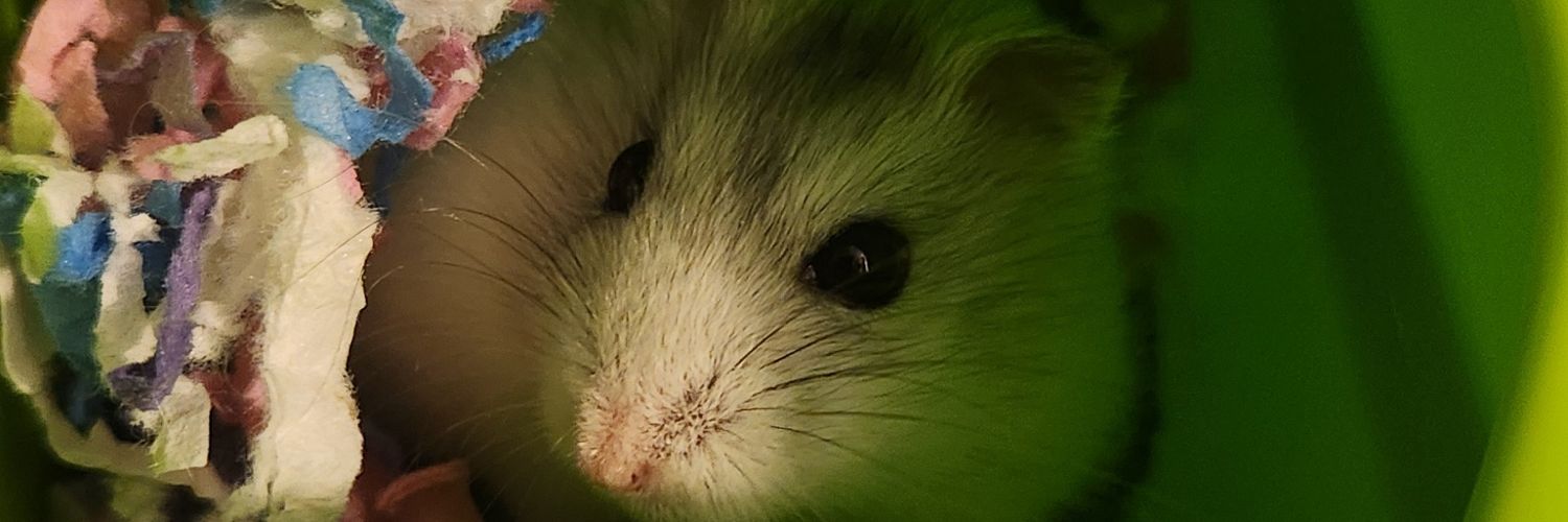 ambermeshelle's profile banner image
