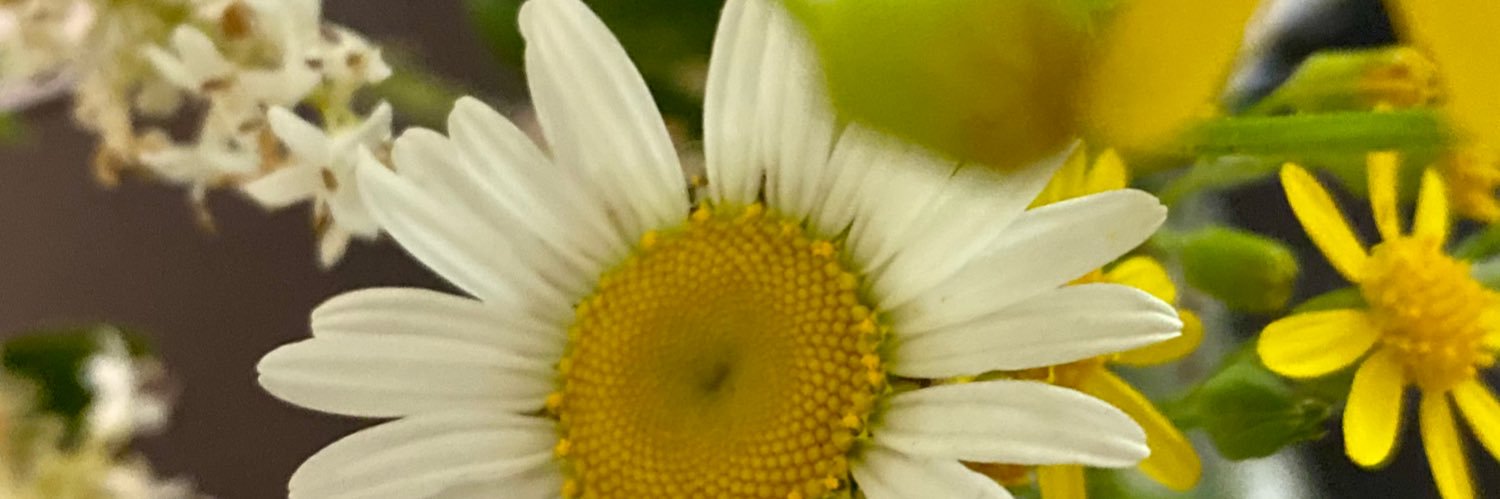LadybugV7's profile banner image
