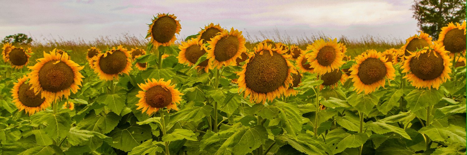 LiveWell Douglas County banner
