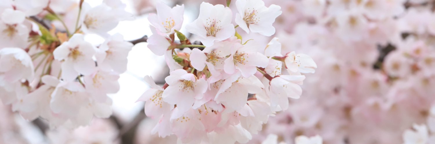 msmrt_'s profile banner image