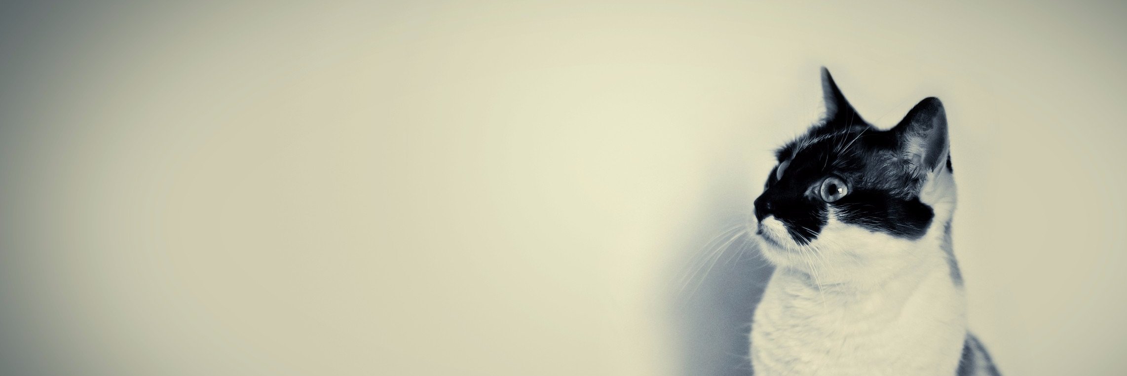 EliOfficial12's profile banner image