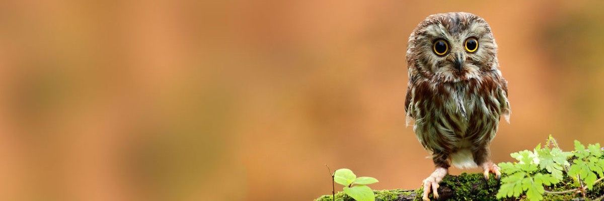 NKCatterall's profile banner image